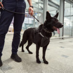 El equipo canino puede emplearse para vigilancia de grandes recintos con mayor efectividad que una patrulla de vigilantes.